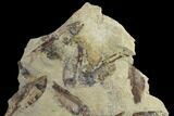 Fossil Fish (Gosiutichthys) Mortality Plate - Lake Gosiute #89990-1